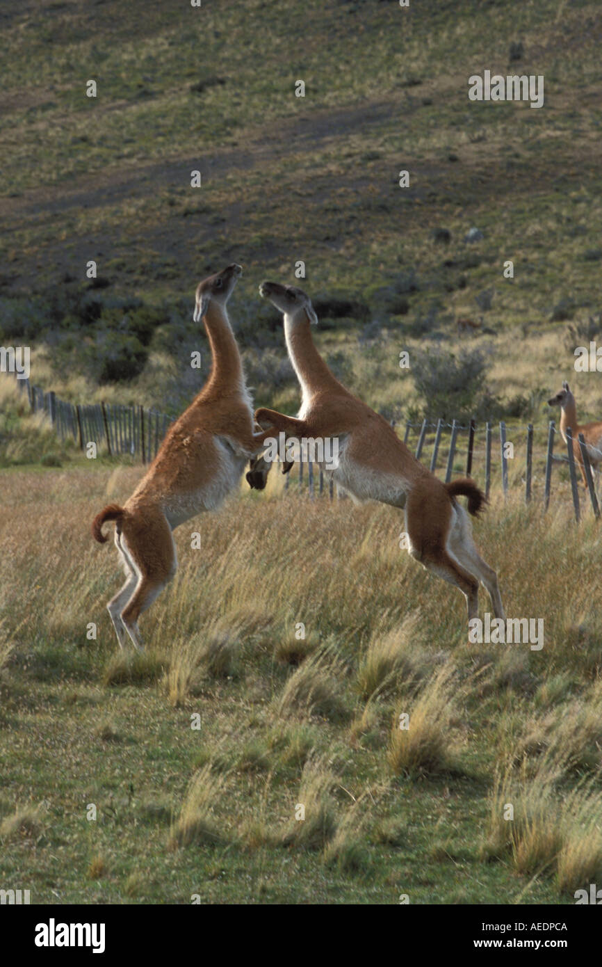Adult Male Guanacos up on rear legs fighting for control of females in herd Stock Photo