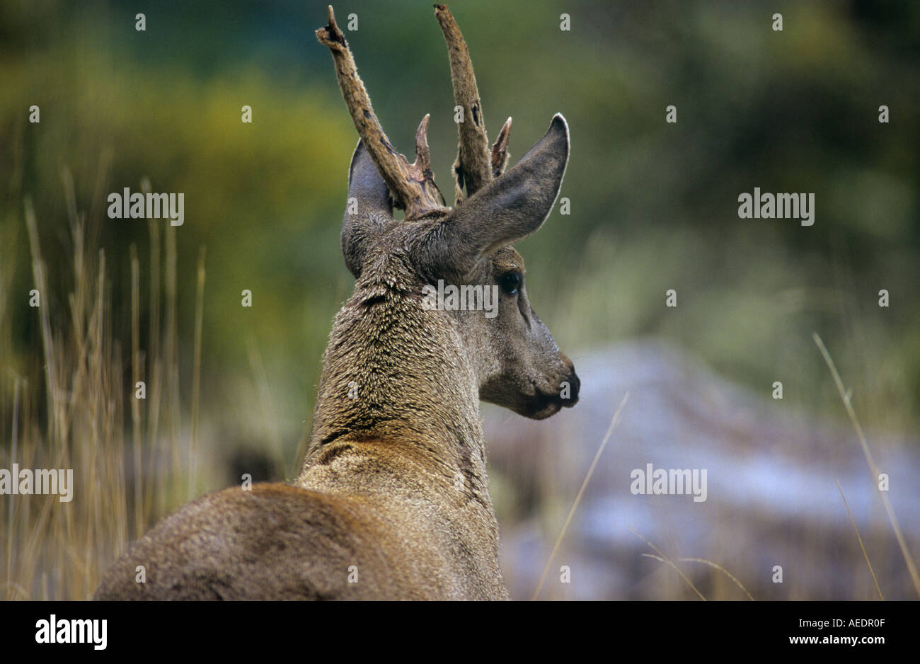 Male Southern Andean Huemul Stock Photo