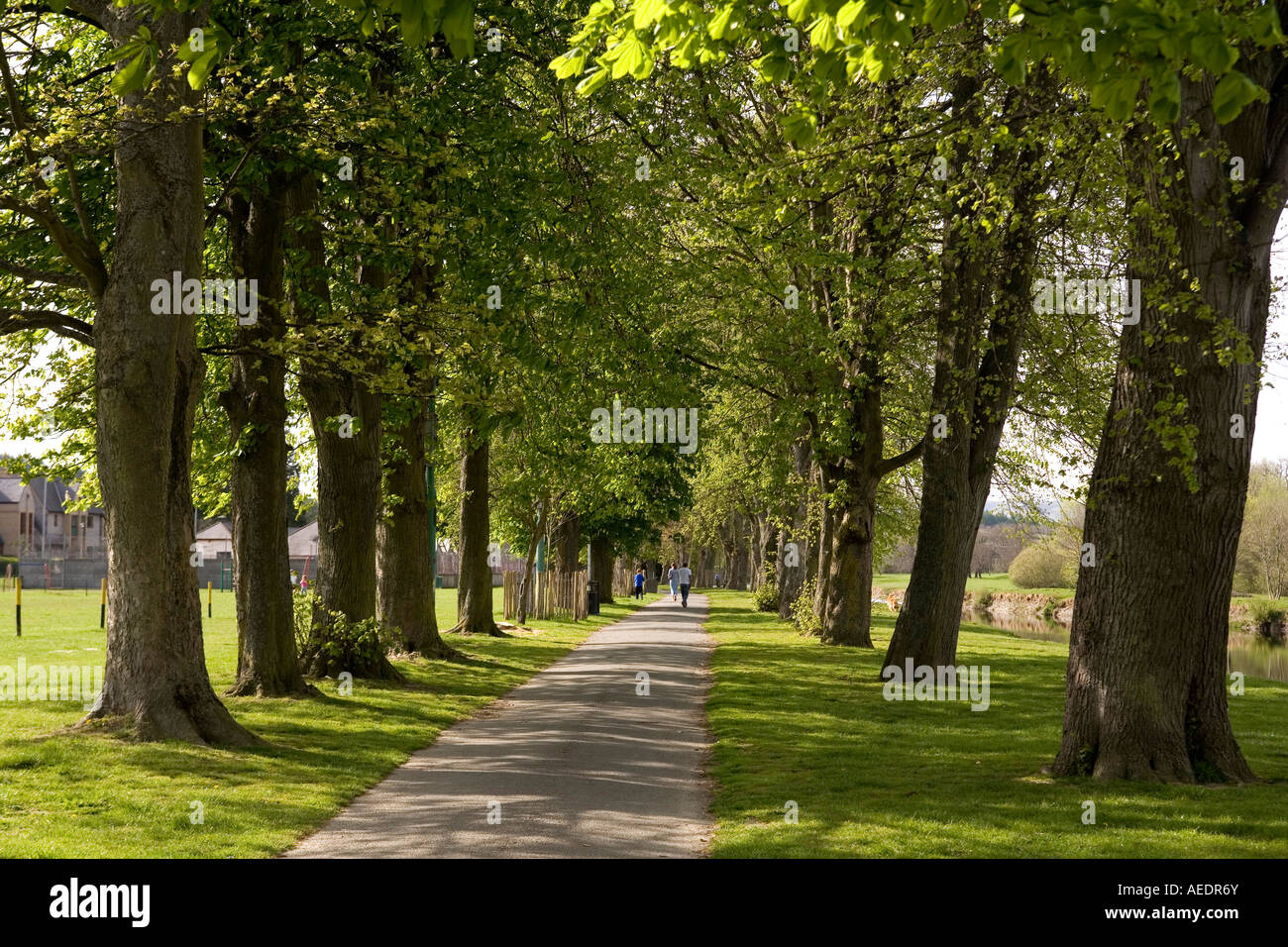 UK Wales Powys Builth Wells The Groe beside River Wye Abrams Folly row of trees Stock Photo