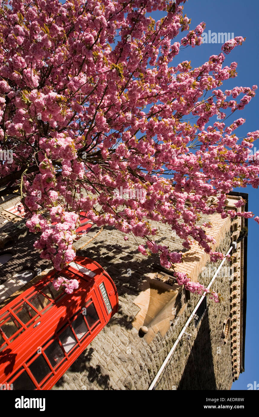 UK Wales Powys Builth Wells Broad Street K6 phone box and tree in blossom outside Wyeside Arts Centre Stock Photo