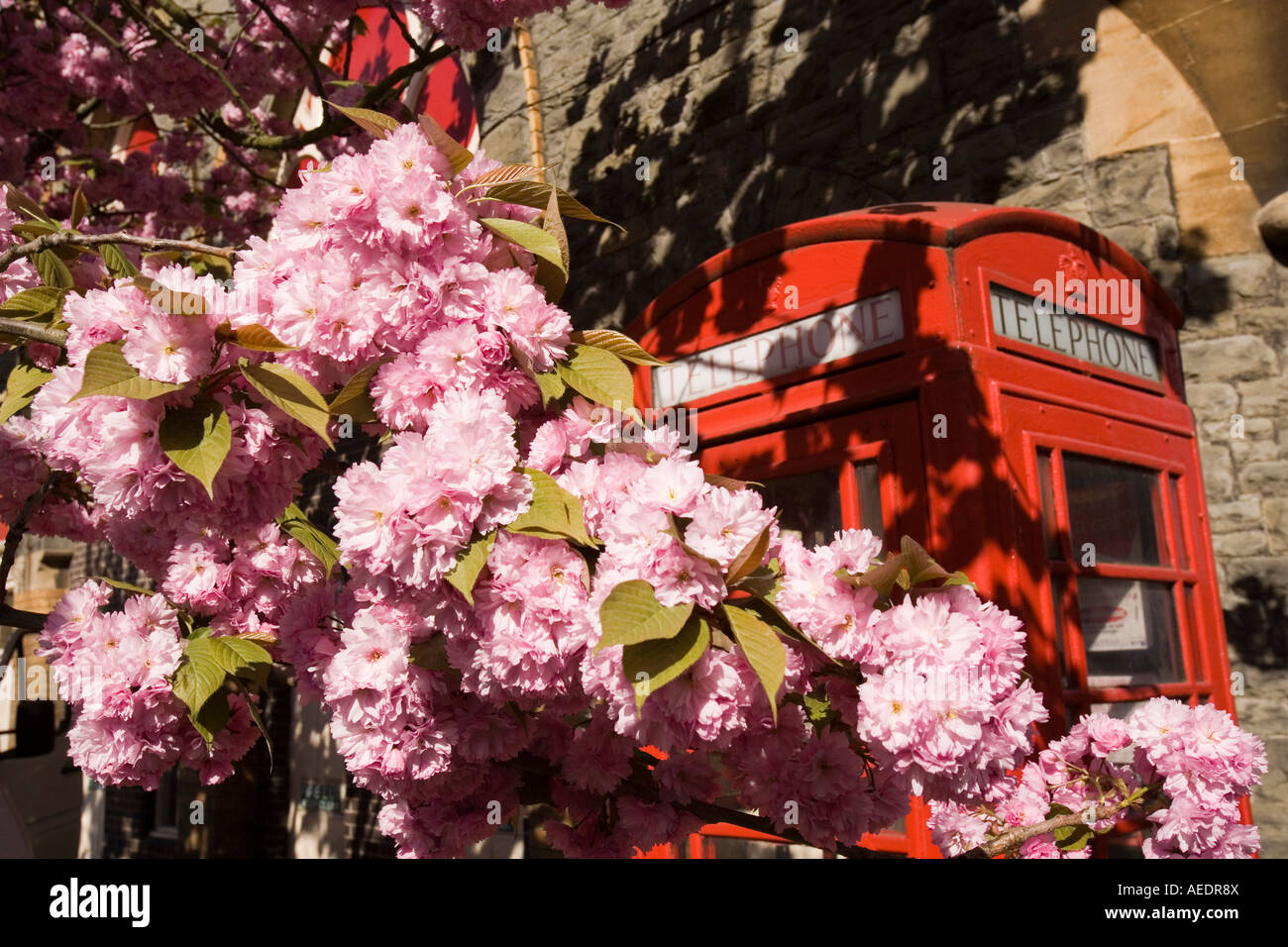 UK Wales Powys Builth Wells Castle Street flowering cherry tree in blossom near K6 phone box Stock Photo