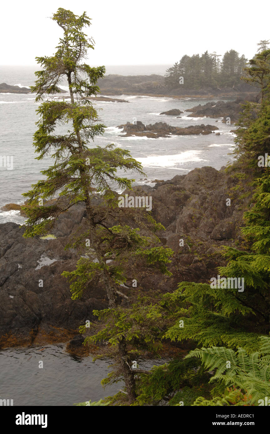 Pacific Rim National Park Canada Stock Photo - Alamy