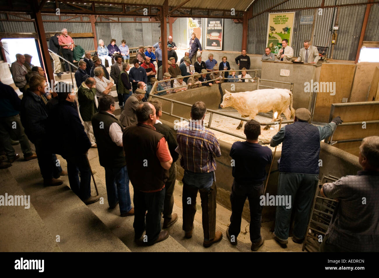 UK Wales Powys Builth Wells Smithfield Market cattle auction in progress Stock Photo