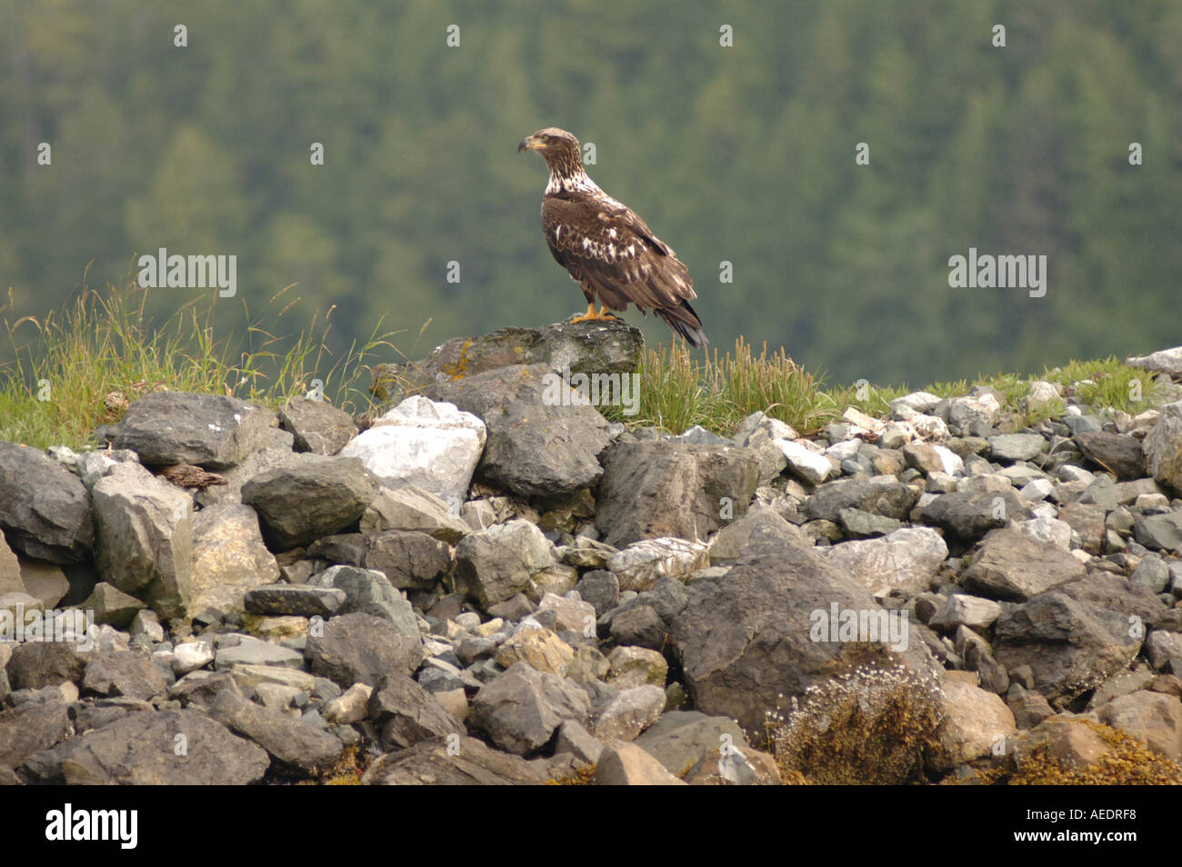 Pacific Rim Alberta Pacific Rim National Park Canada Stock Photo - Alamy