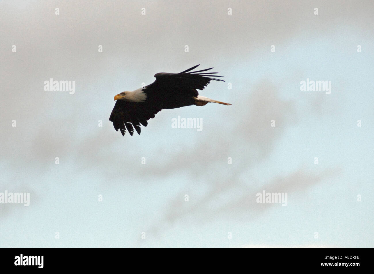 Pacific Rim Alberta Pacific Rim National Park Canada Stock Photo - Alamy