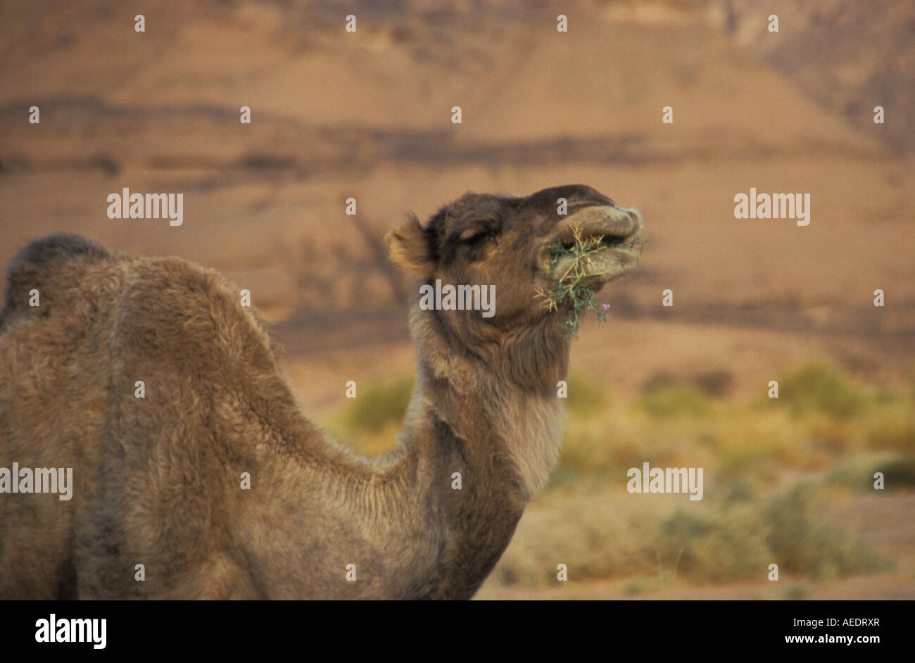 A dromedary in Tadrart Acacus desert Sahara Lybia Stock Photo