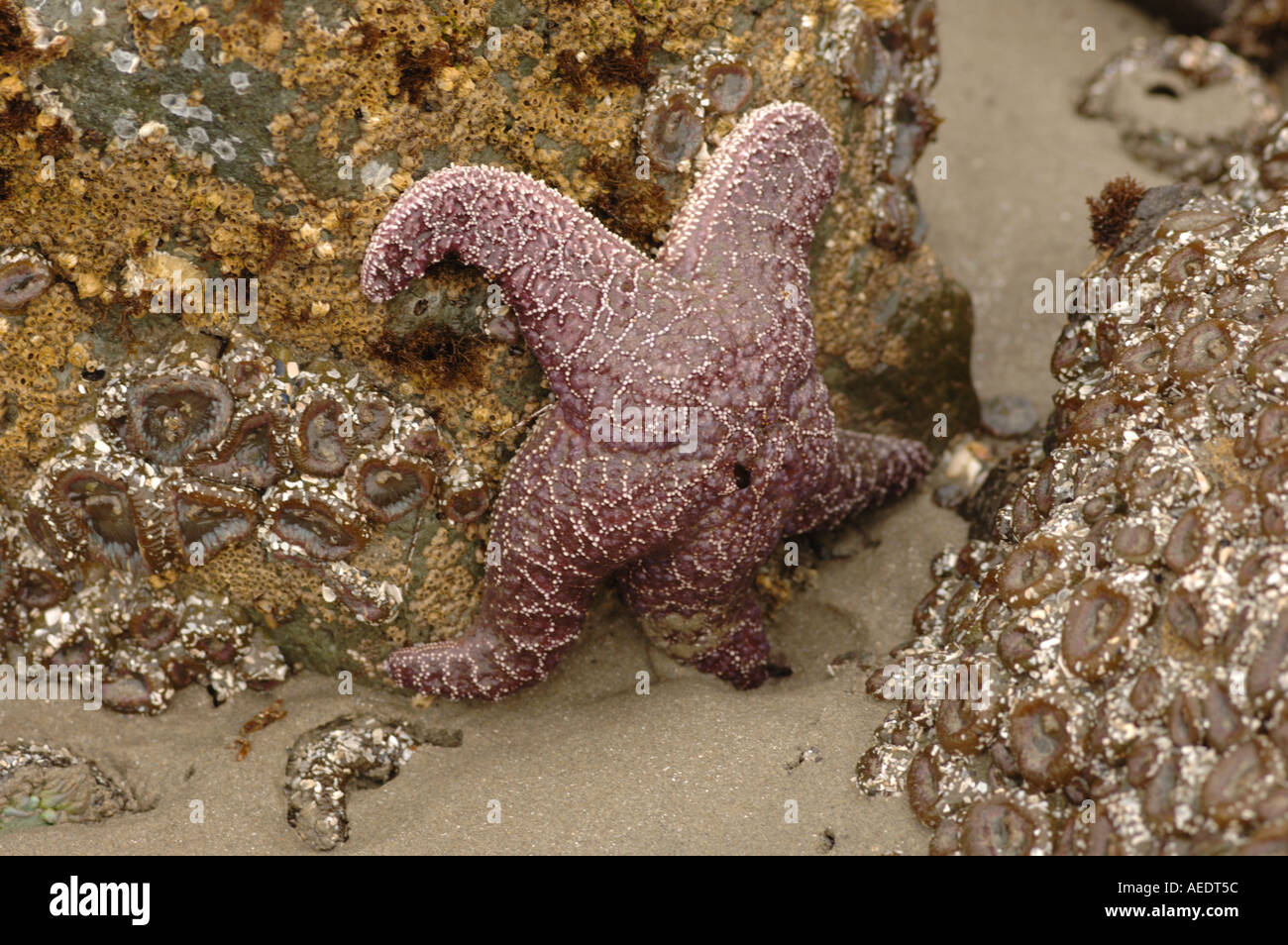 Pacific Rim Alberta Pacific Rim National Park Canada Stock Photo - Alamy