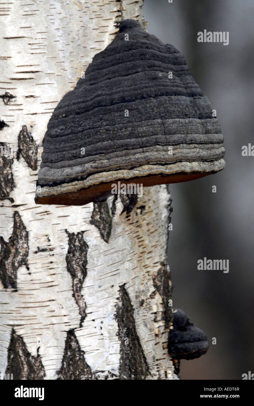 Horse hoof fungus Fomes fomentarius. This fungus actually does look
