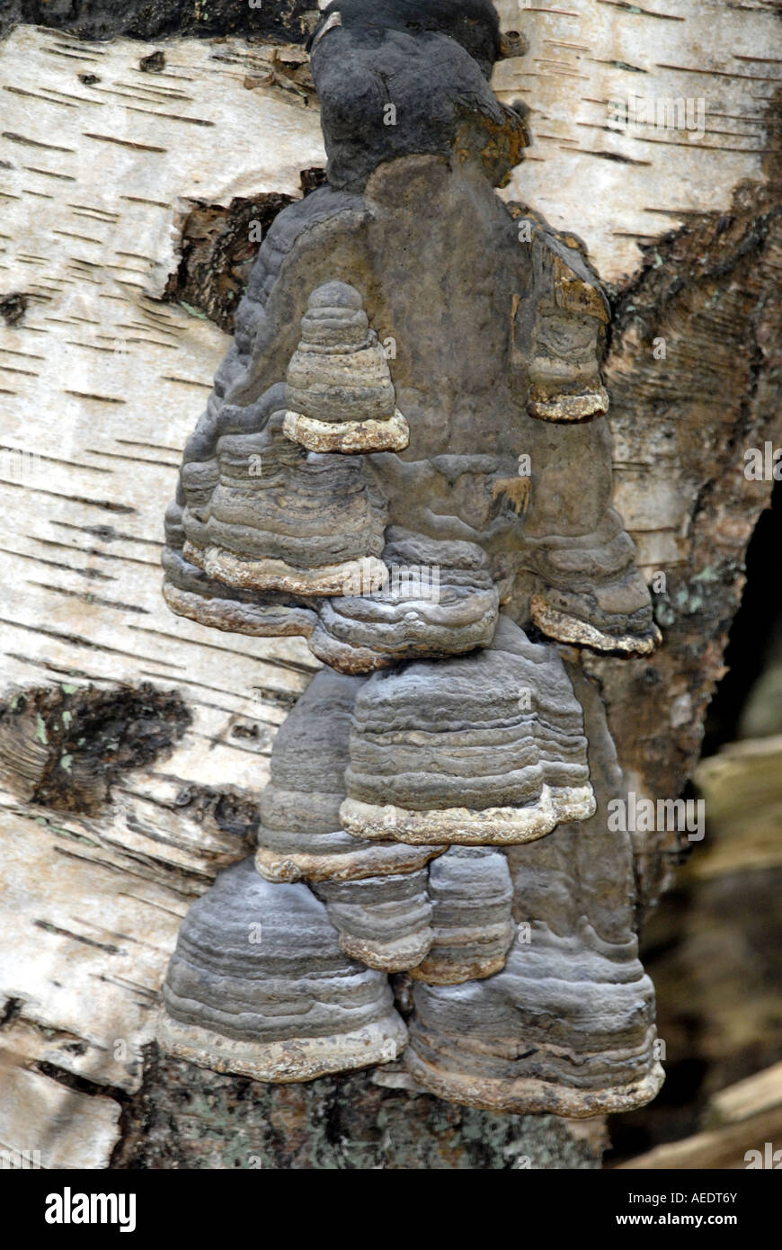 Horse hoof fungus Fomes fomentarius. This fungus actually does look like a horse's hoof Stock