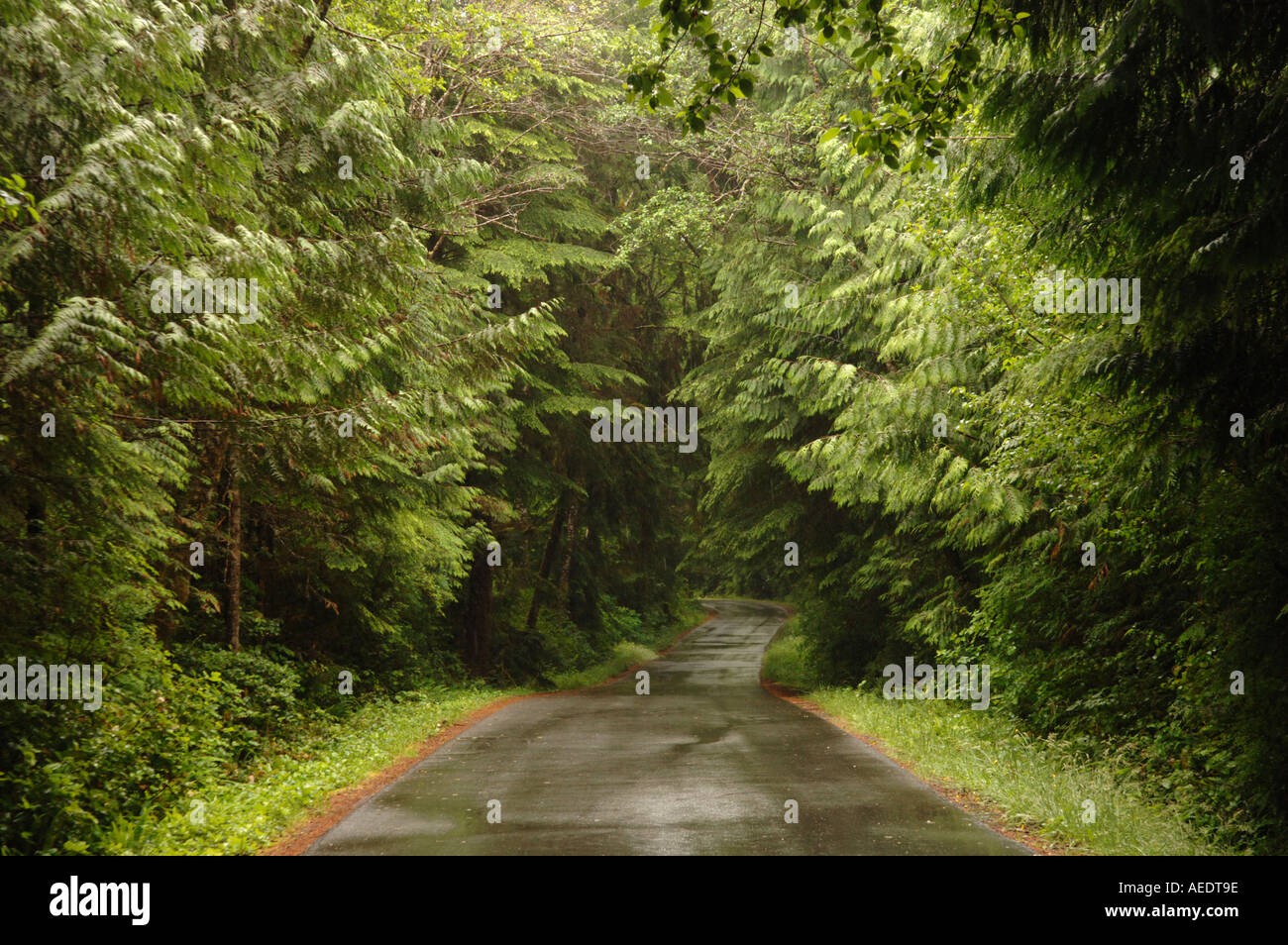 Pacific Rim Alberta Pacific Rim National Park Canada Stock Photo - Alamy