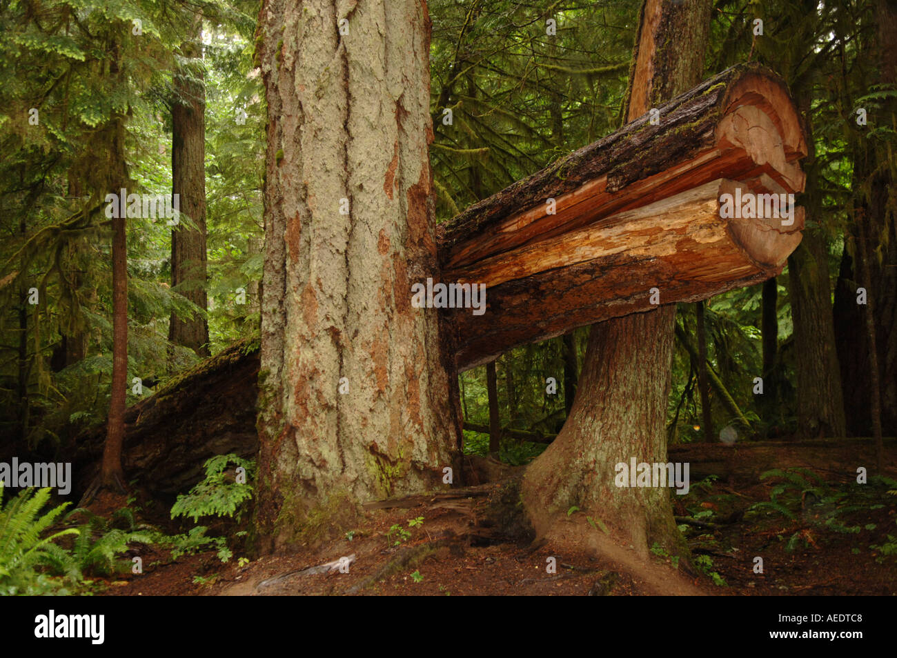 Pacific Rim Alberta Pacific Rim National Park Canada Stock Photo - Alamy