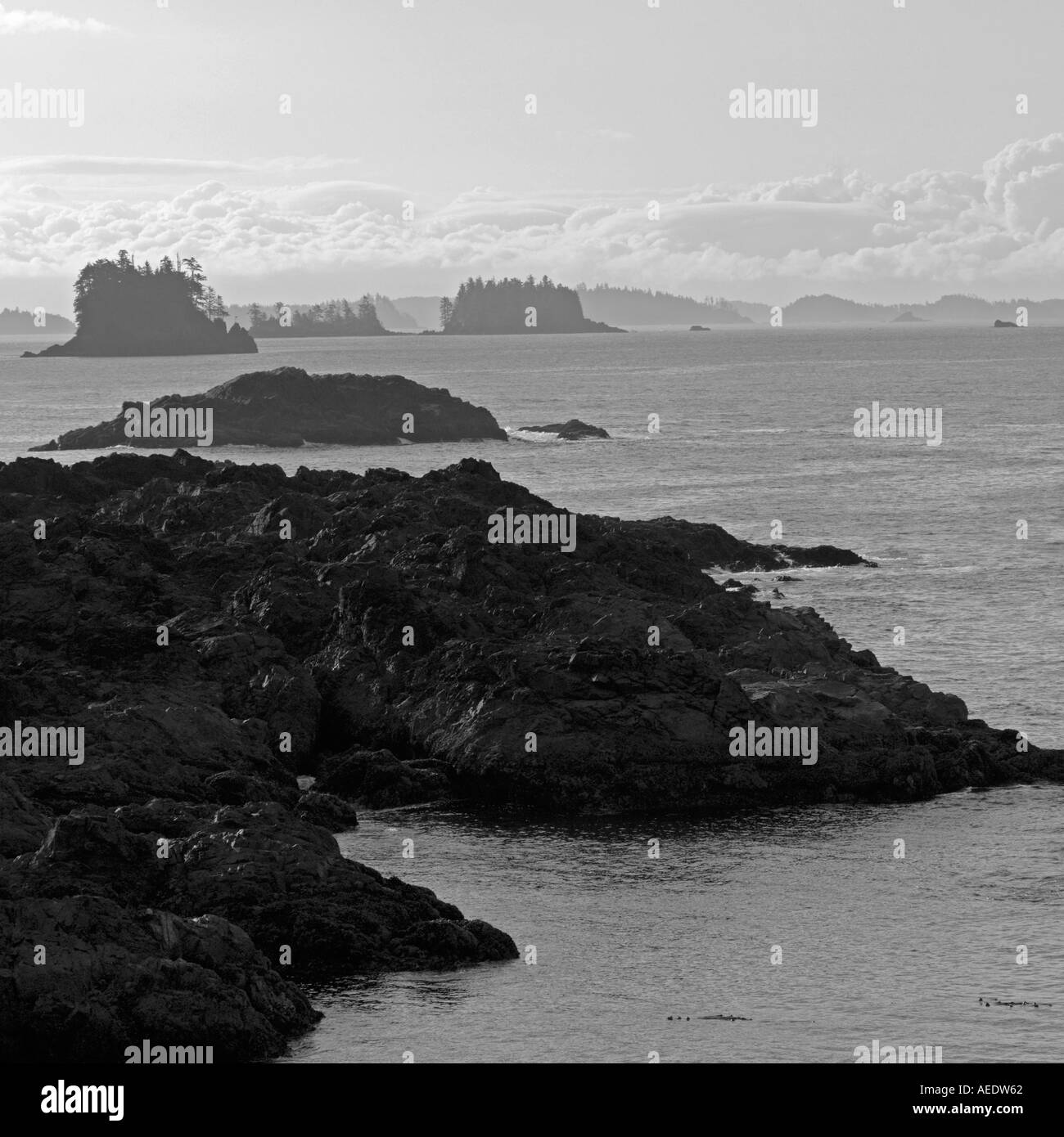 Rim pacific Black and White Stock