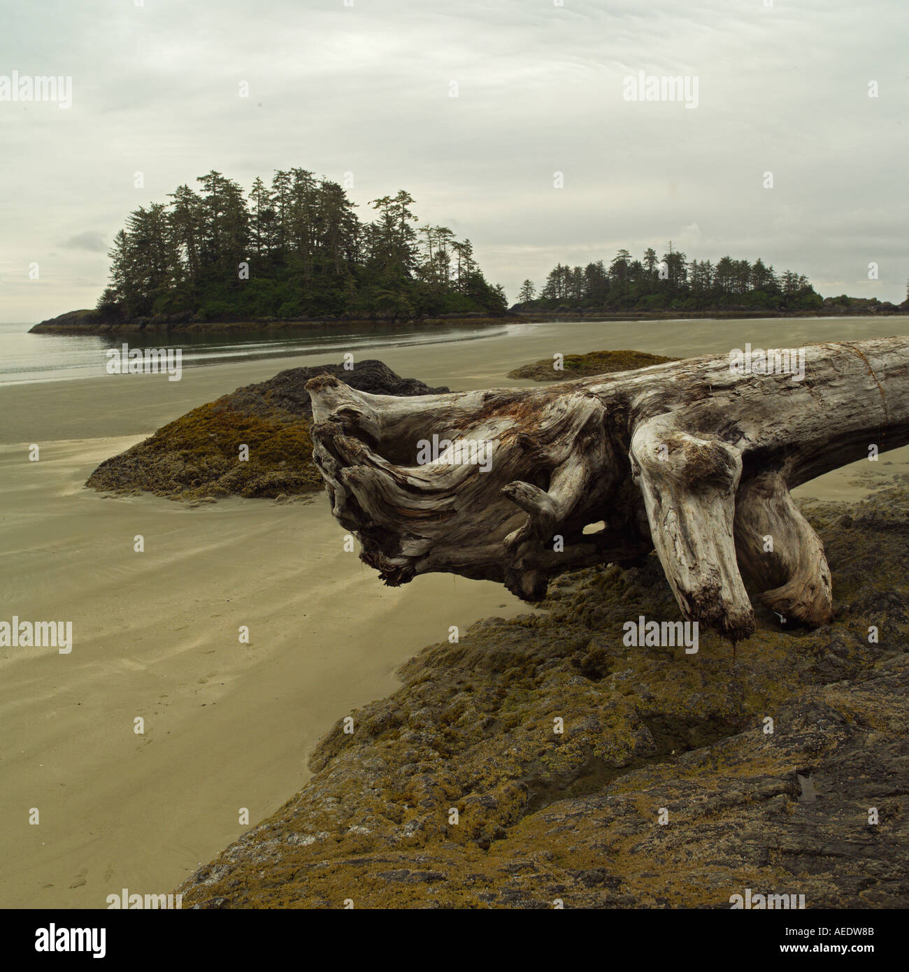 Pacific Rim Islander Pacific Rim National Park Vancouver Island Canada Stock Photo - Alamy
