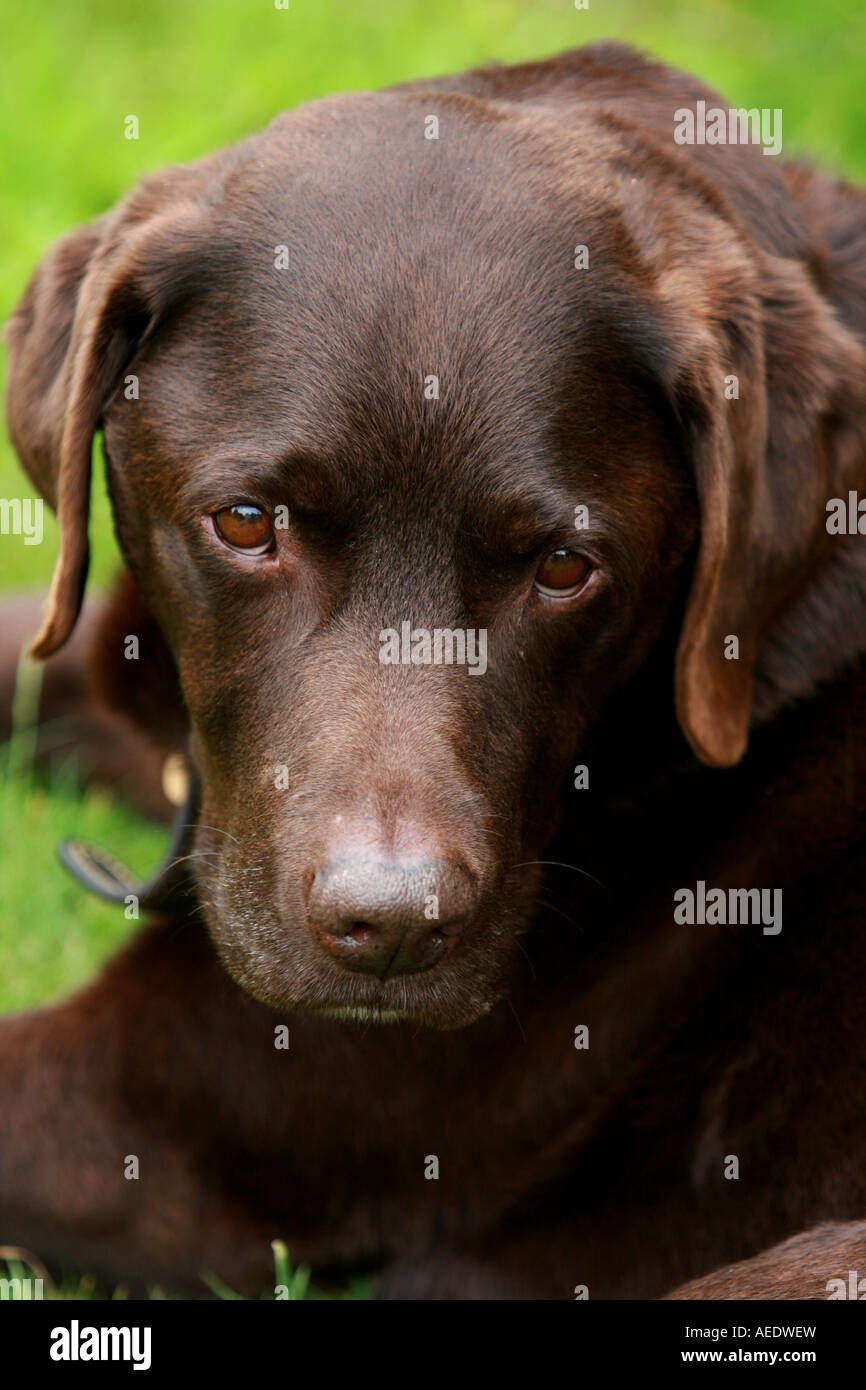 Brown Labrador dog, Chocolate Labrador Stock Photo