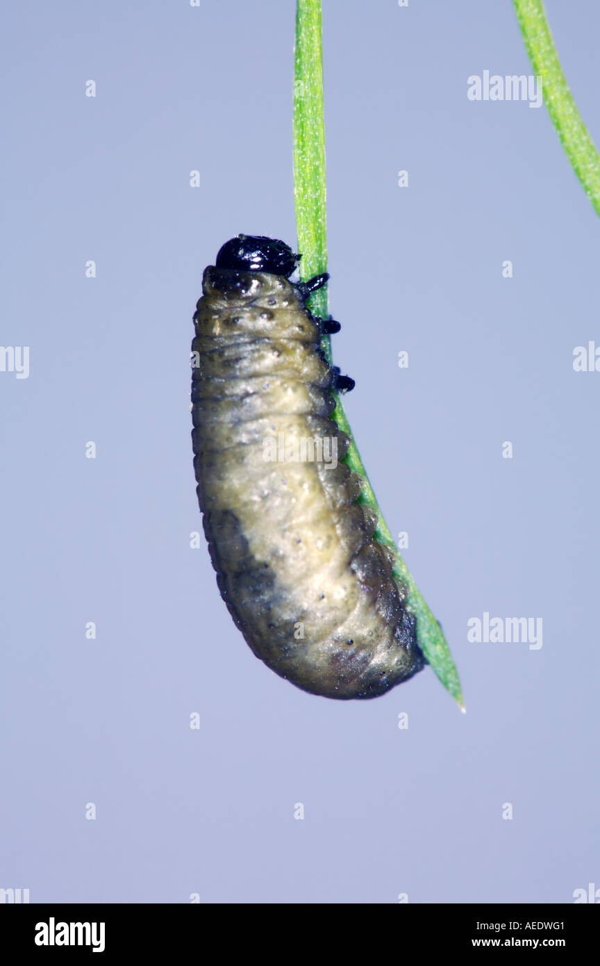 Asparagus beetle larvae on asparagus Stock Photo Alamy