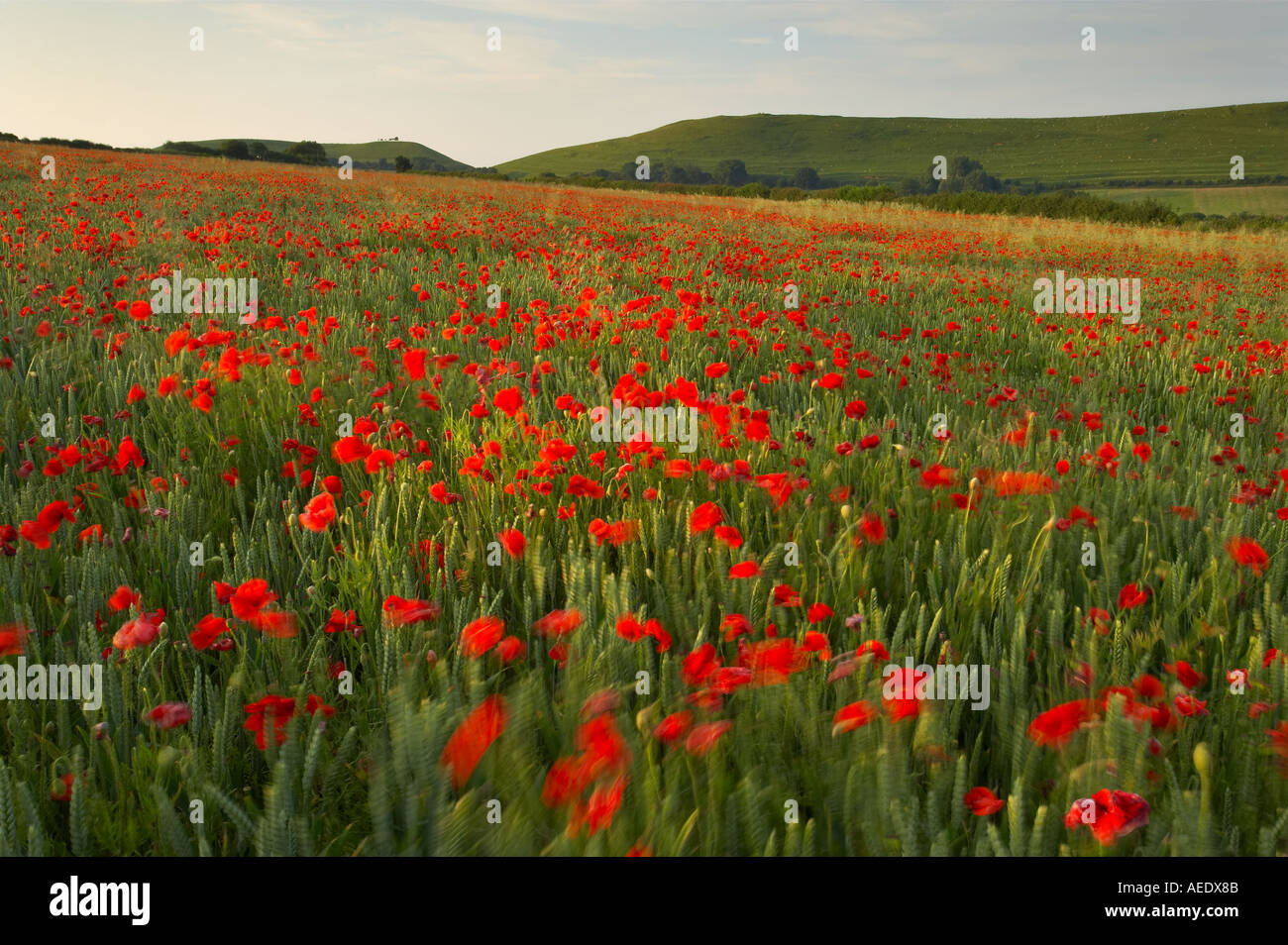 Poppies growing in amongst a field of wheat on an organic farm nr Corton Denham at dawn Somerset England UK Stock Photo