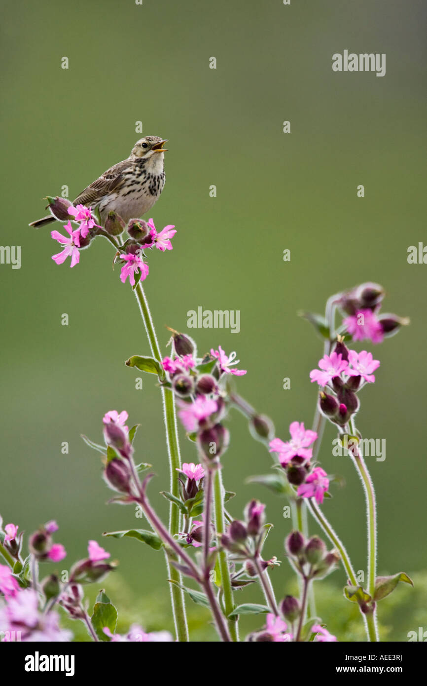 A Meadow Pipit sings Stock Photo