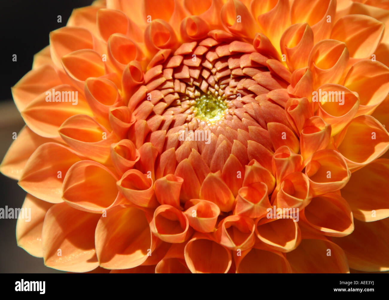Hardy dahlia hi-res stock photography and images - Alamy