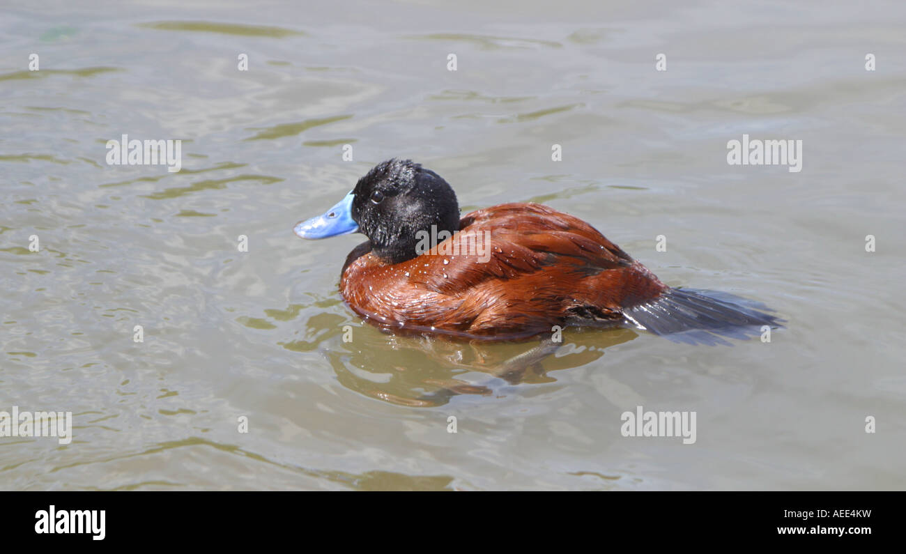 Argentine ruddy duck, Oxyura vittata Stock Photo Alamy