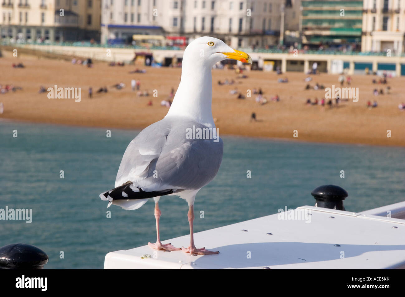 A seagull with Brighton beach in the background Stock Photo - Alamy