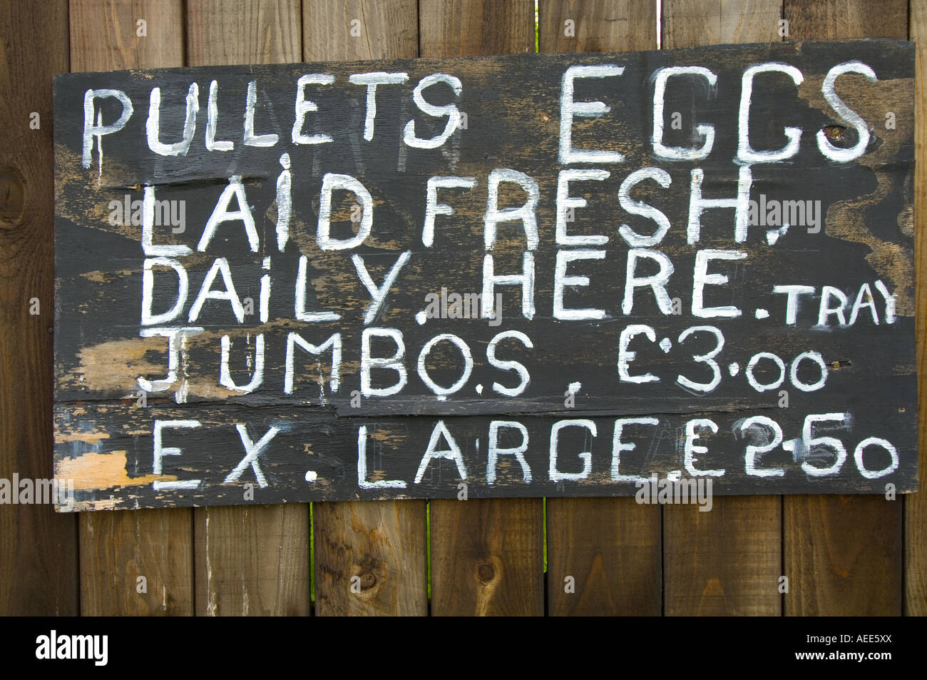 Pullets Stock Photos Pullets Stock Images Alamy