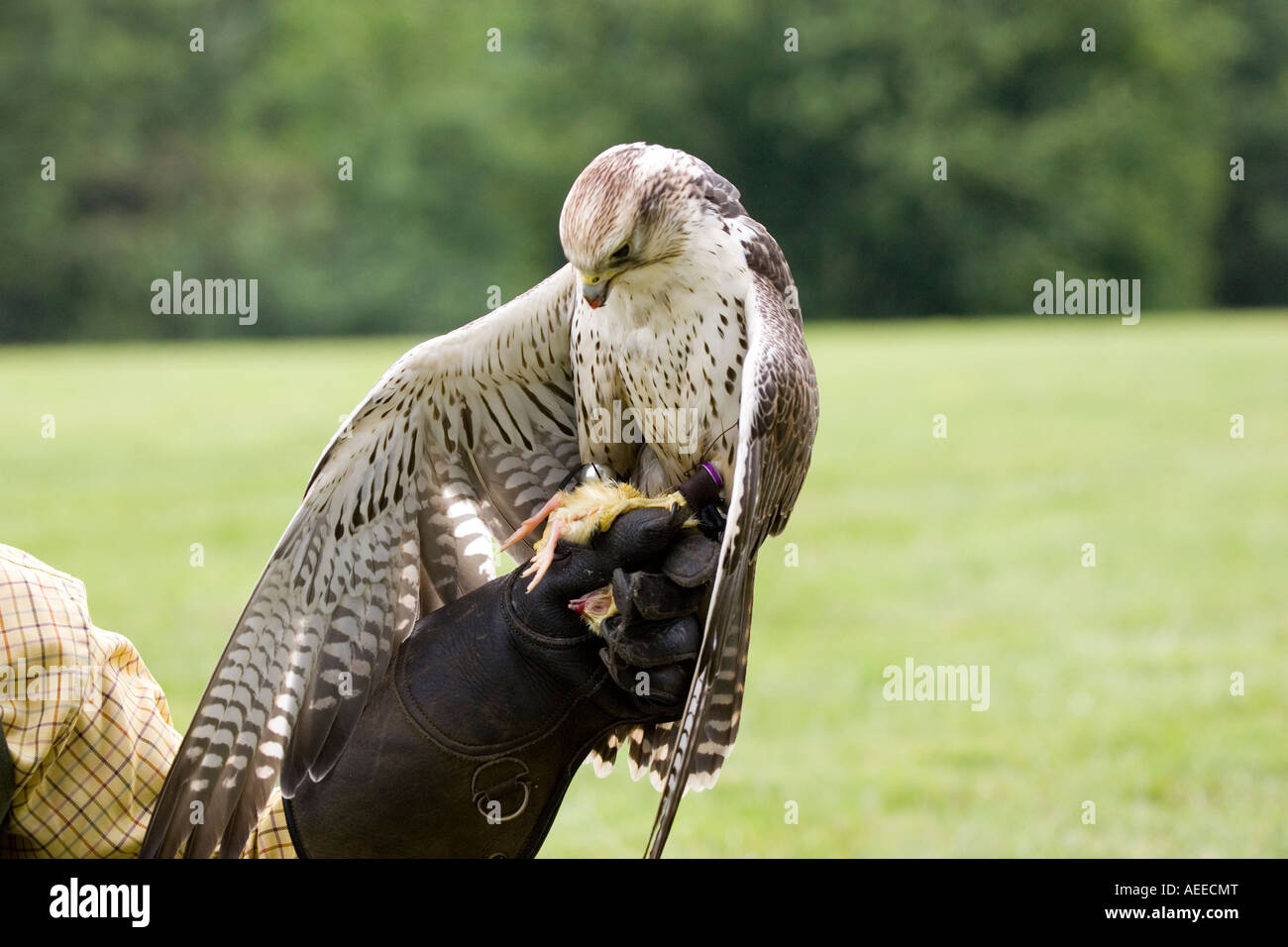 Lure falcon hi-res stock photography and images - Alamy