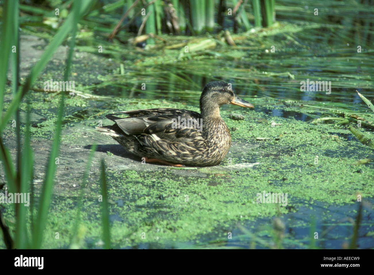 Mallard Ducks female amongst duckweed Mallard Ducks female amongst duckweed Anas platyrhynchos Stock Photo