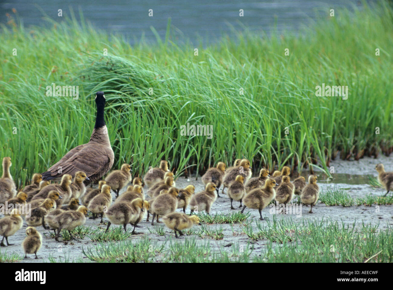 Canada Goose Branta canadenis adult walking with lots of chicks Stock Photo