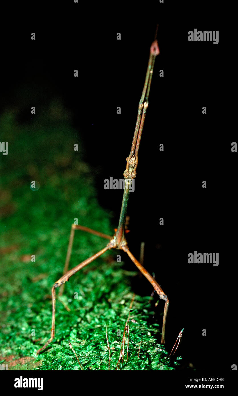 Stick insect Phasmatidea Phamida Borneo Sarawak Gunung Mulu NP Malaysia Stock Photo