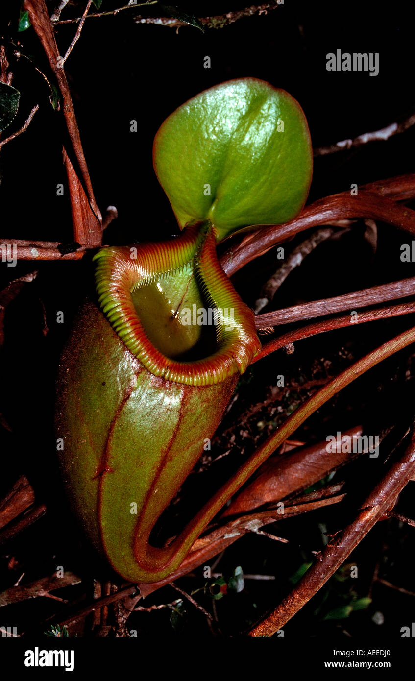 pitcher plant Nepenthes tentaculata Borneo Sarawak Gunung Mulu NP ...