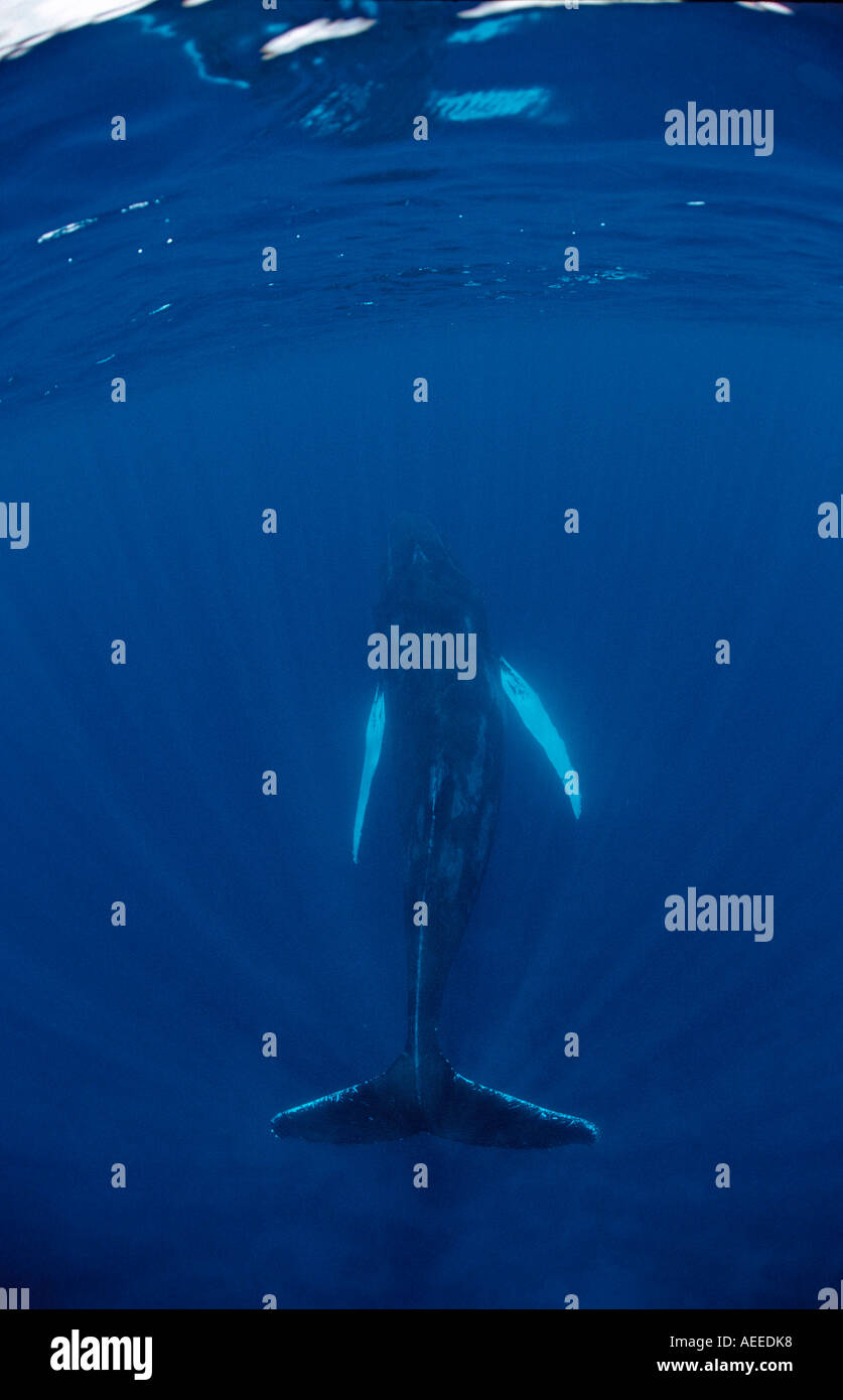 Giant model blue whale hi-res stock photography and images - Alamy
