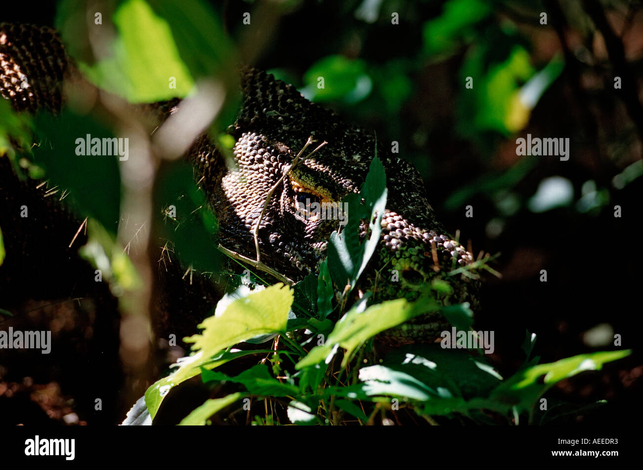 Joung Komodo dragon in his natural environment Varanus komodoensis Rinca Komodo National Park Indonesia Stock Photo