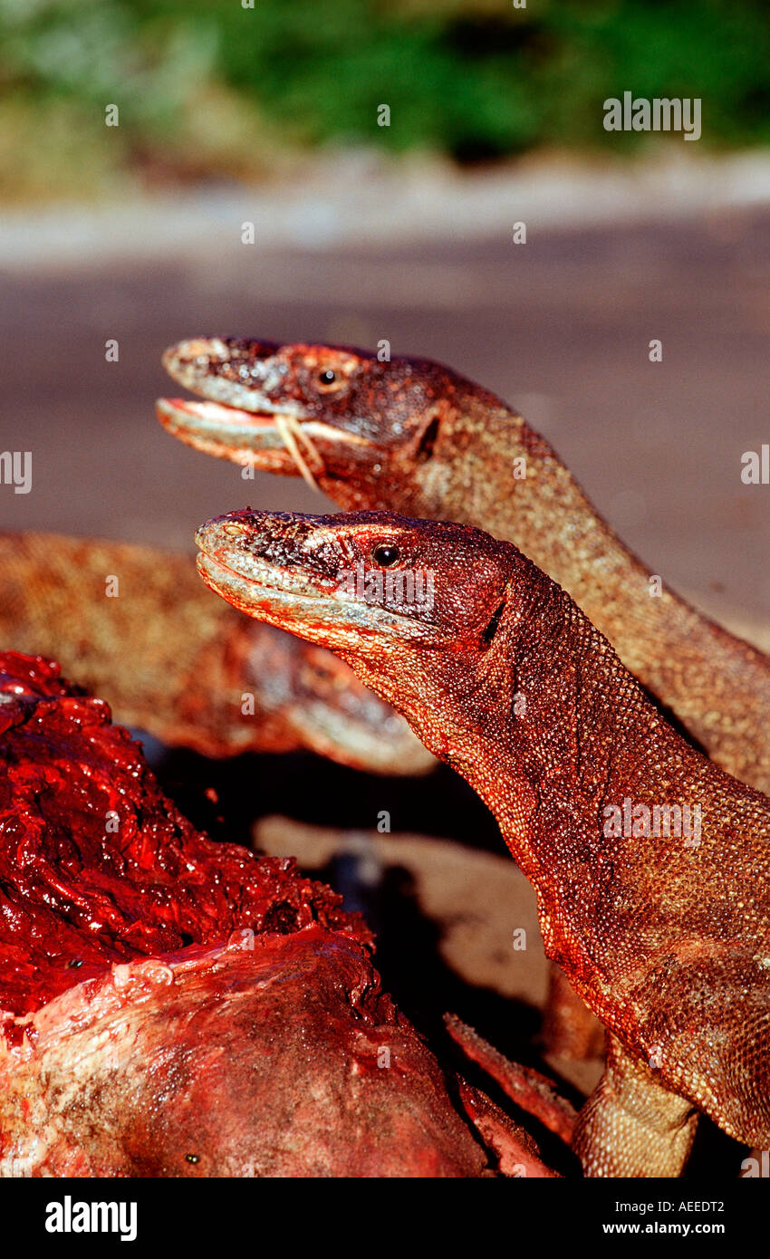 Komodo dragons eating dead dolphin Varanus komodoensis Rinca Komodo National Park Indonesia Stock Photo