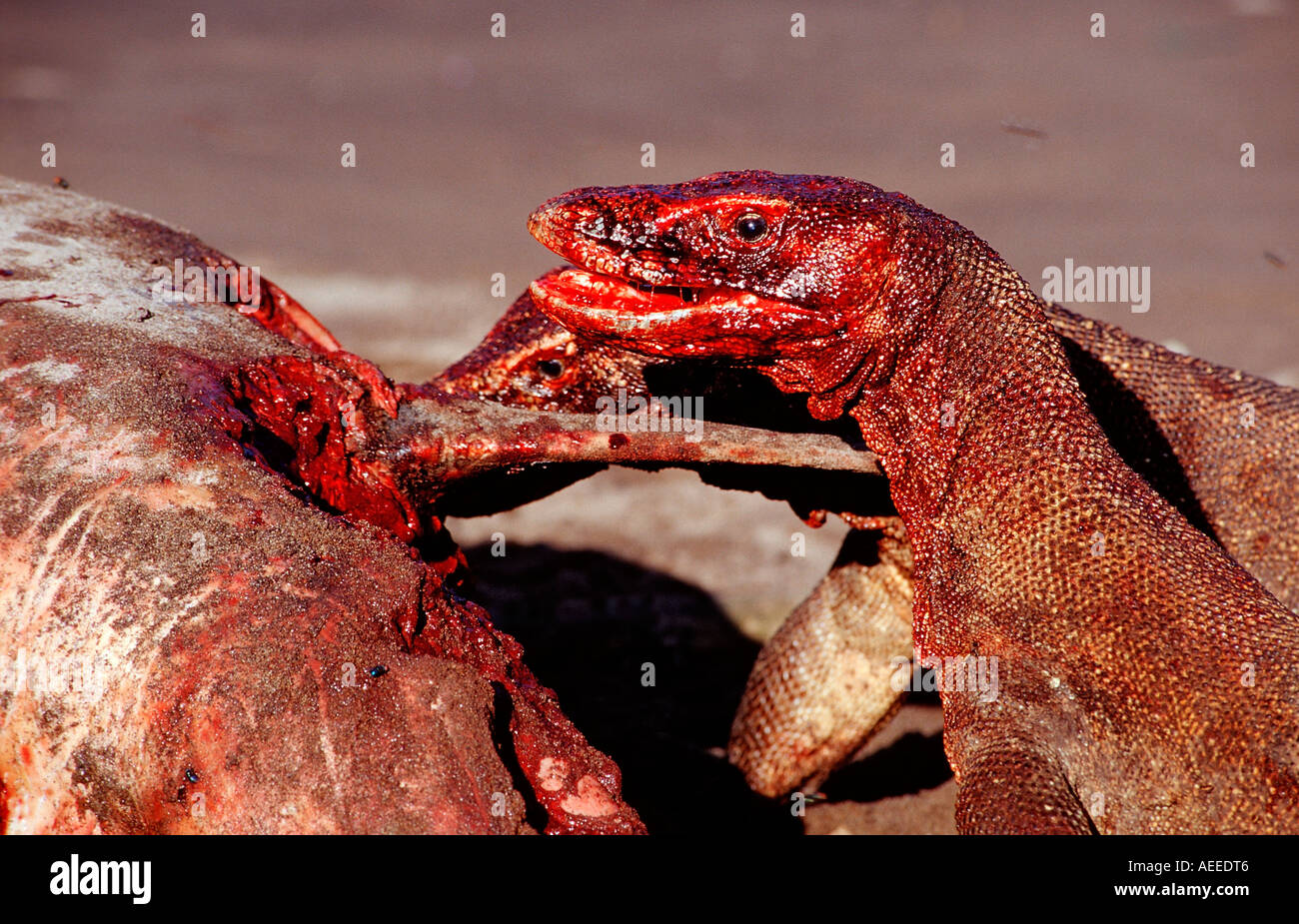 Komodo dragons eating dead dolphin Varanus komodoensis Rinca Komodo National Park Indonesia Stock Photo