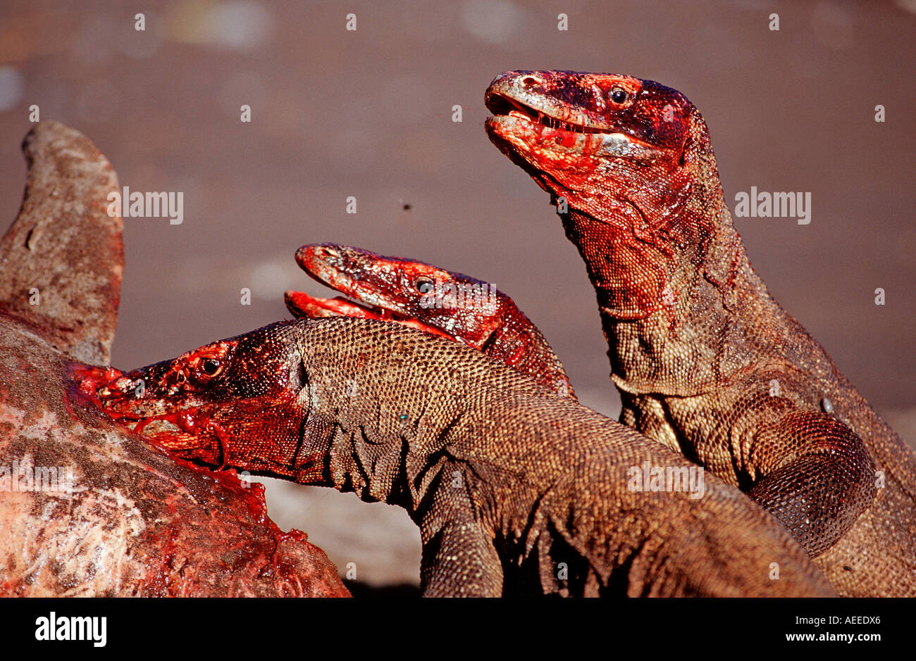 Komodo dragons eating dead dolphin Varanus komodoensis Rinca Komodo National Park Indonesia Stock Photo