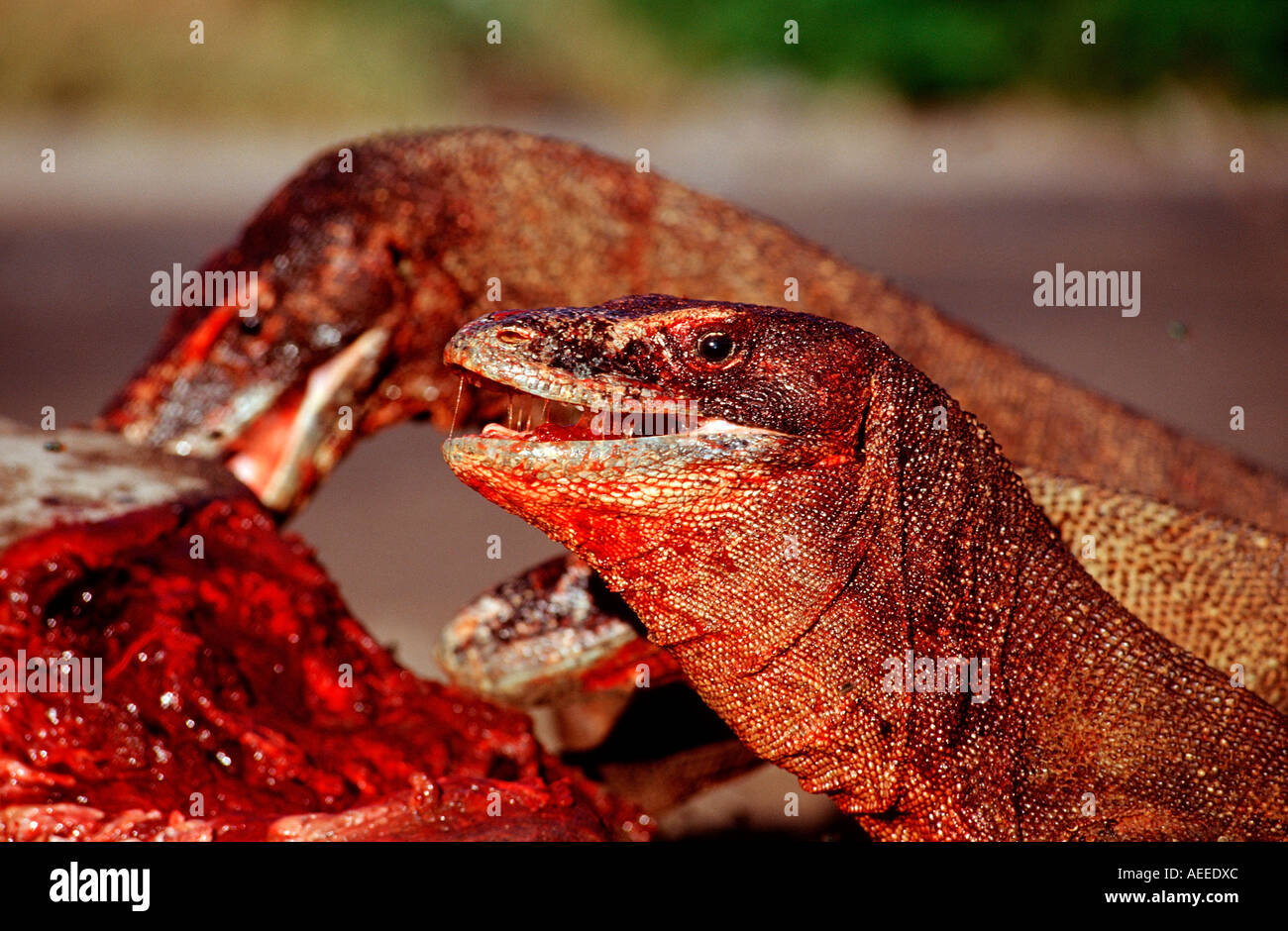 Komodo dragons eating dead dolphin Varanus komodoensis Rinca Komodo National Park Indonesia Stock Photo