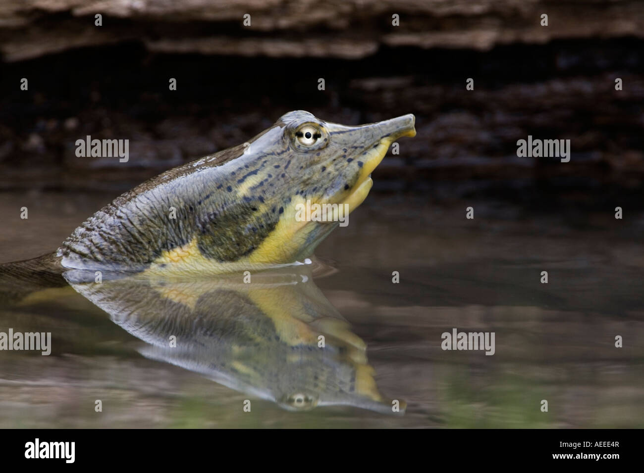 Smooth Shell Turtle Texas Soft shelled Turtle in Texas Hill Country Comfort Texas Stock Photo - Alamy