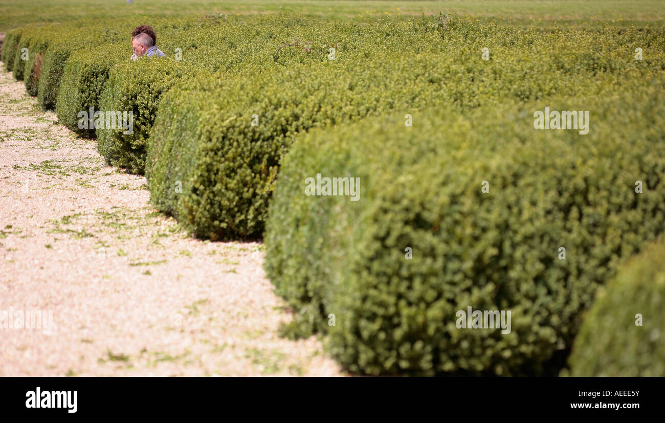 Adult couple sitting among the Box hedges in Roman Garden at Fishbourne Roman Palace, Fishbourne, West Sussex, England Stock Photo