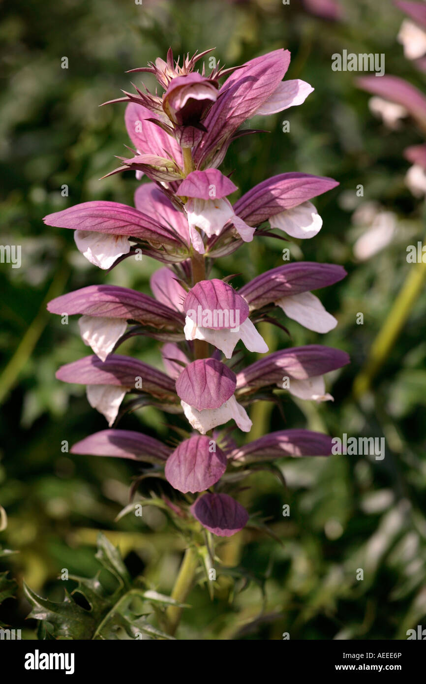 Purple flower spikes of the Acanthus plant (Acanthus mollis) also known as Bear's Breeches Stock Photo