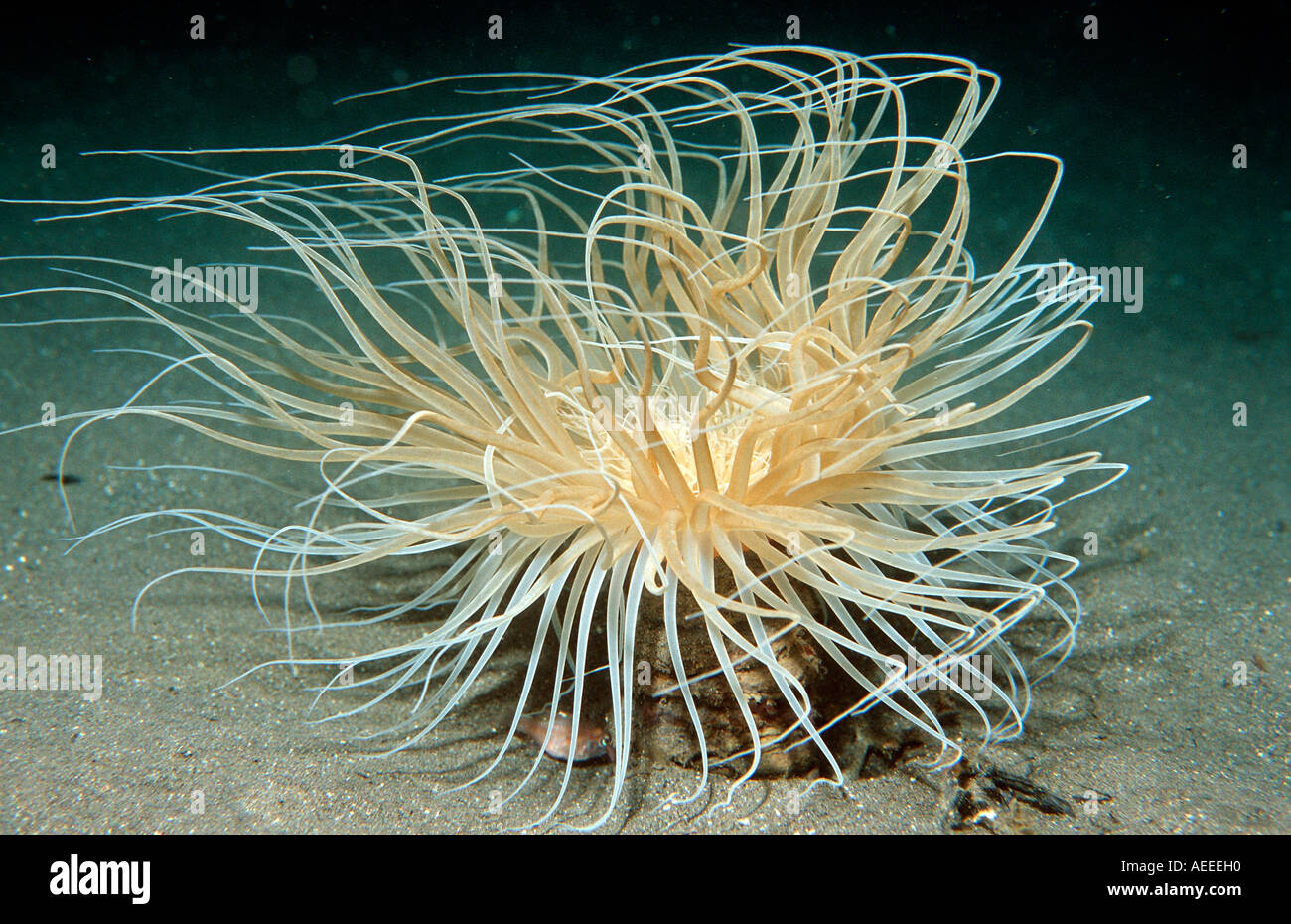 Tube anemone Cerianthidae Komodo National Park Indian Ocean Indonesia Stock Photo
