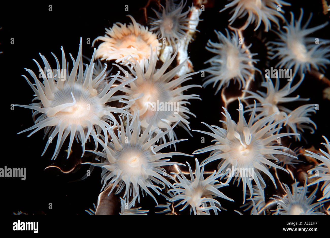 Colonial anemone Amphianthus sp Bali Indian Ocean Indonesia Stock Photo