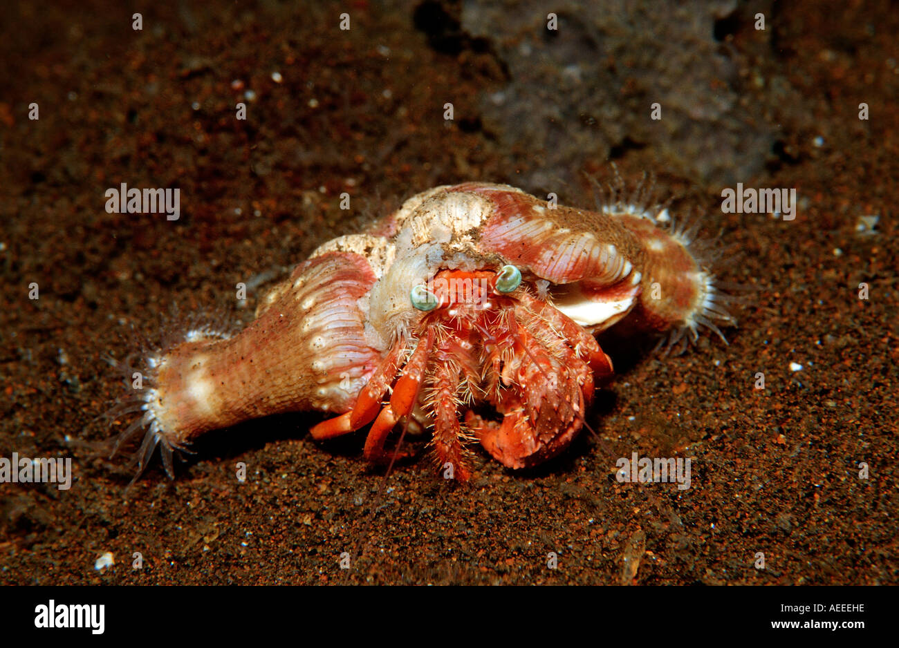 Parasit anemone hermit crab Dardanus pedunculatus Calliactis parasitica ...