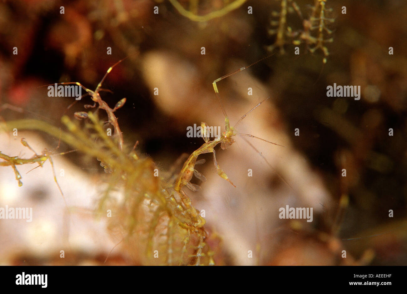Caprellide sp hi-res stock photography and images - Alamy