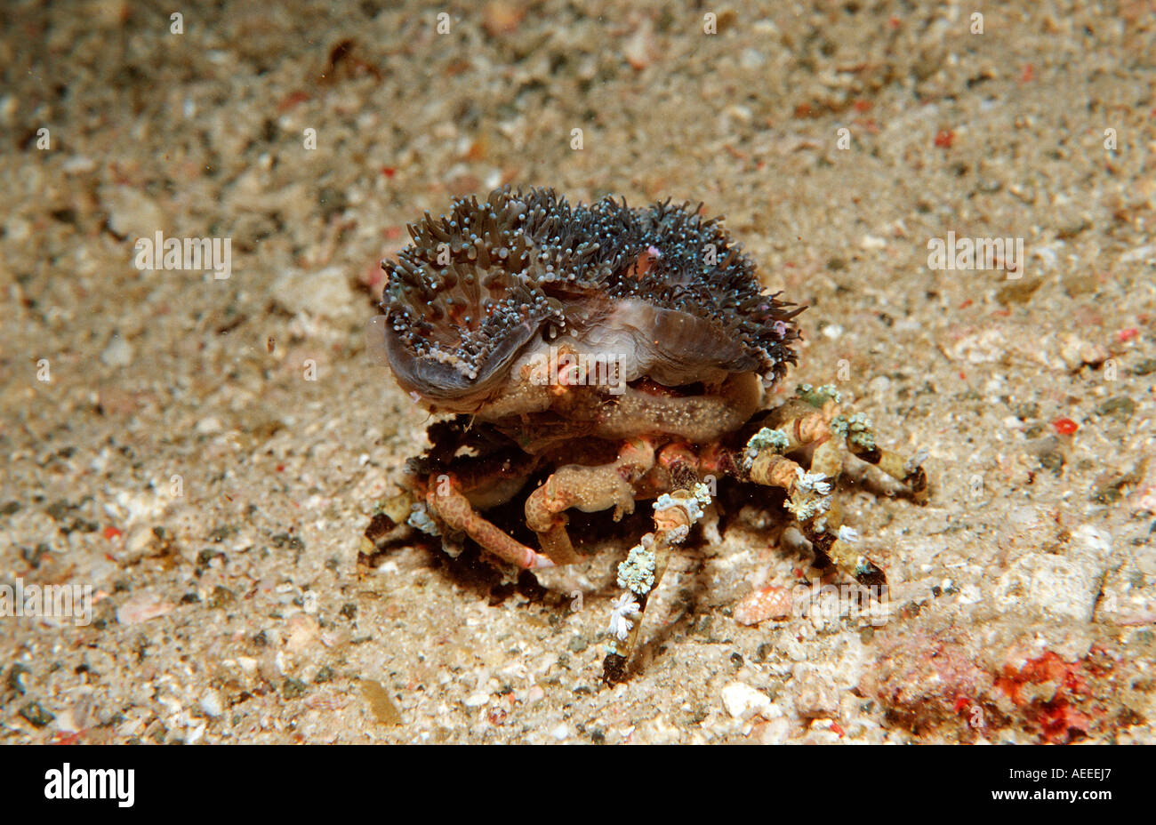 Decorator Spider Crab Cyclocoeloma Tuberculata Komodo