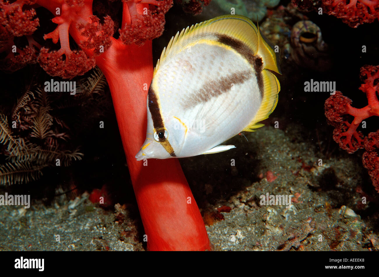 Vagabond butterflyfish Chaetodon vagabundus Bali Indian Ocean Indonesia Stock Photo