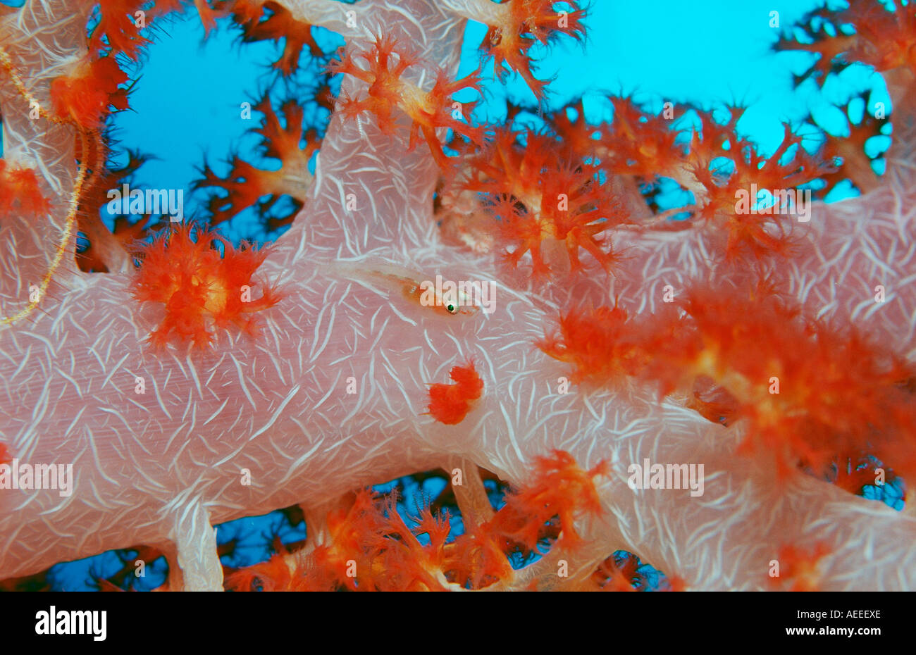 Common ghost goby on soft coral Pleurosicya mossambica Bali Indian ...