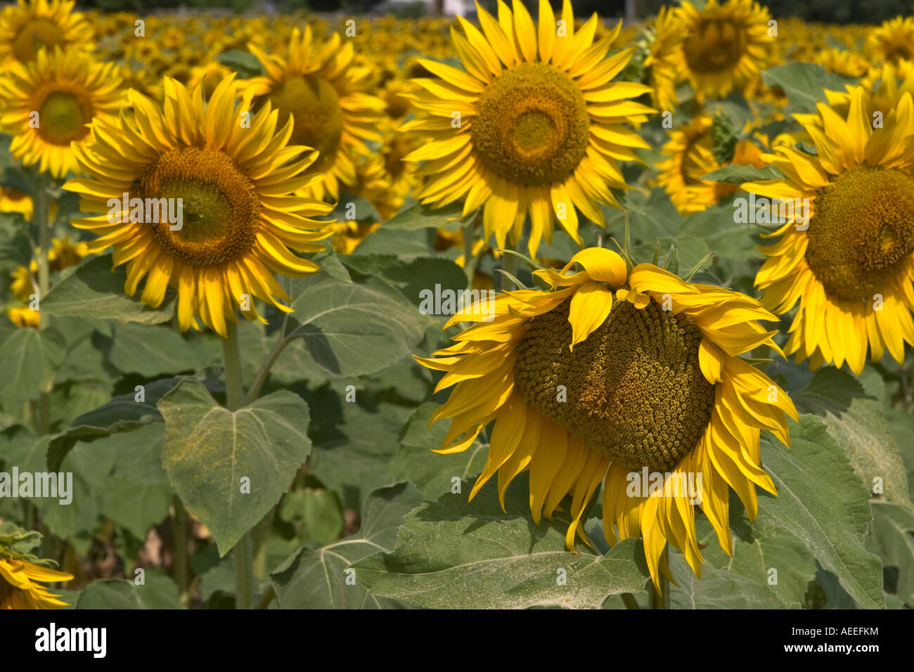 Ten Rayed Sunflower Many rayed flower hi-res stock photography and images - Alamy