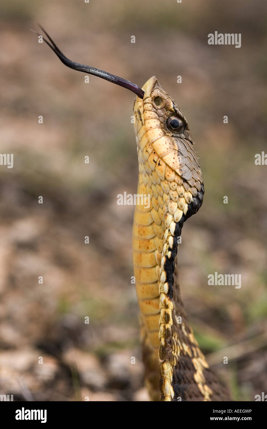 Eastern Hognose Snake Heterodon platyrhinos Puff Adder in Texas Hill