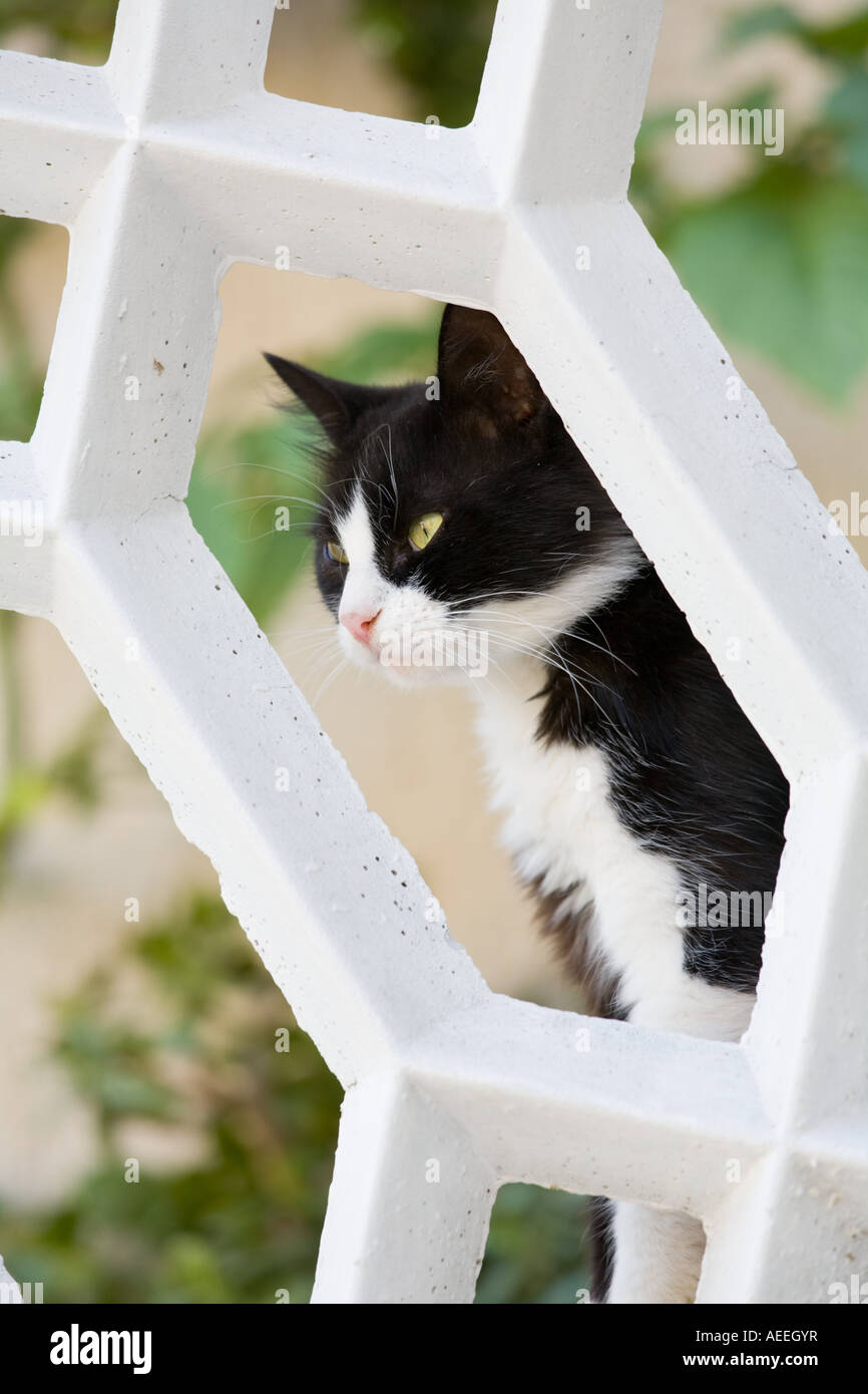 Framed cat on watch Stock Photo