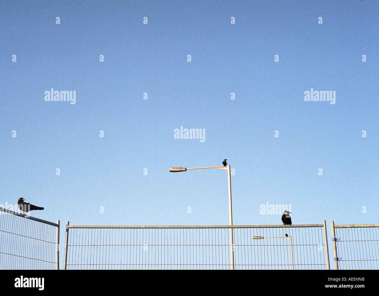 crows on fencing in front of blue sky Stock Photo